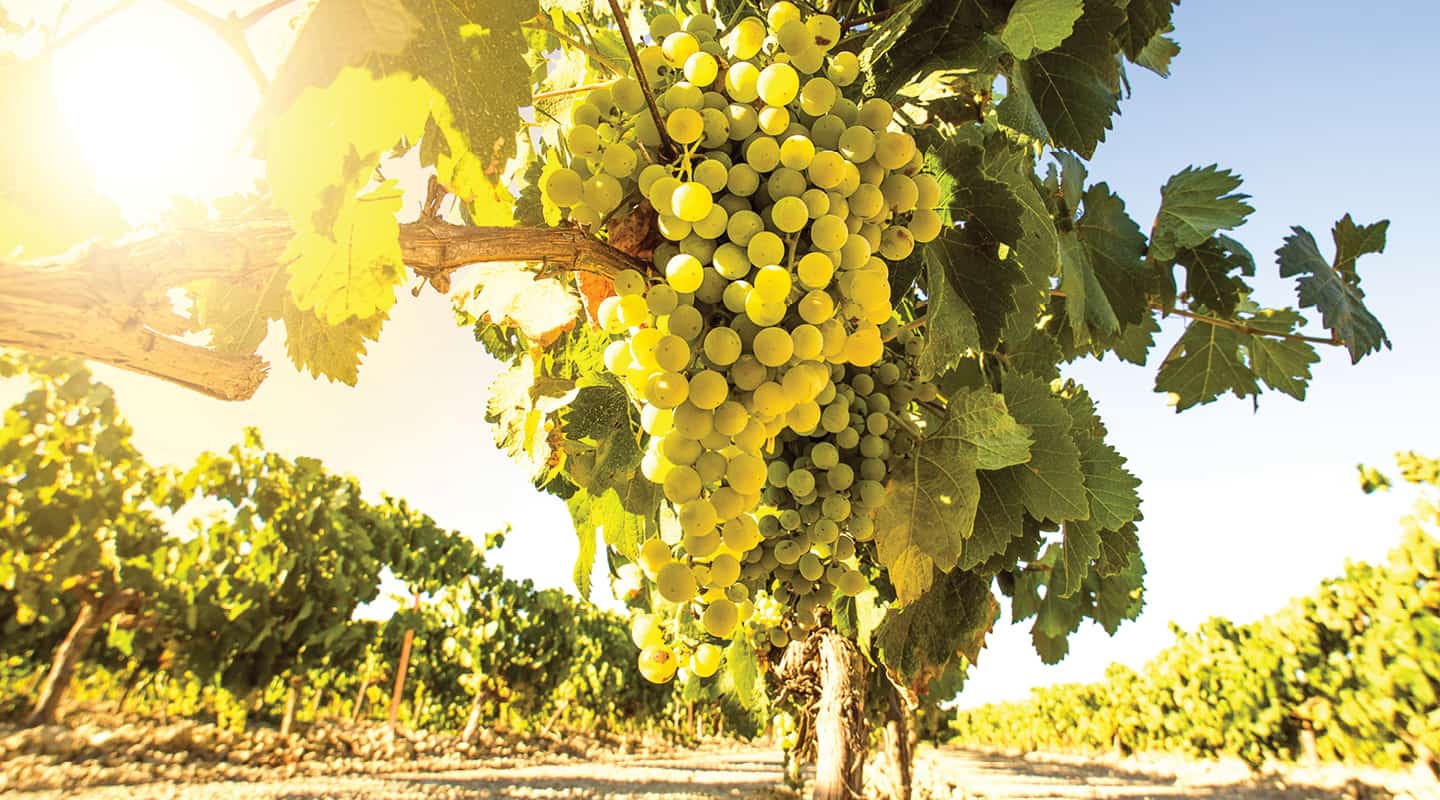 Riesling – The White Wine You Need to Try